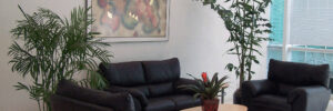 Plants in office waiting room