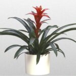 Bromeliad Ostara