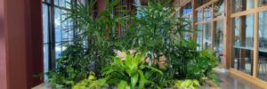 long term plant rentals in Silicon Valley office