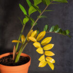 Houseplant disease. Zamioculcas with yellow leaf in brown flower pot on dark background. Concept of indoor plant treatment and care. Closeup. Vertical orientation