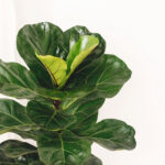 Ficus Lyrata. Beautiful fiddle leaf tree leaves on white background. Fresh new green leaves growing from fig tree, close up. Houseplant. Plants in modern interior room