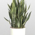 Vertical plant in a white pot