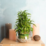 Composition with bamboo in glass bowl on wooden table