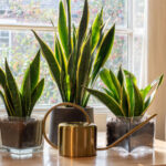 A sansevieria trifasciata snake plant in the window of a modern home or apartment interior.