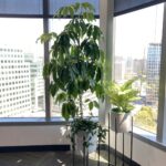 Professional plant setup in office