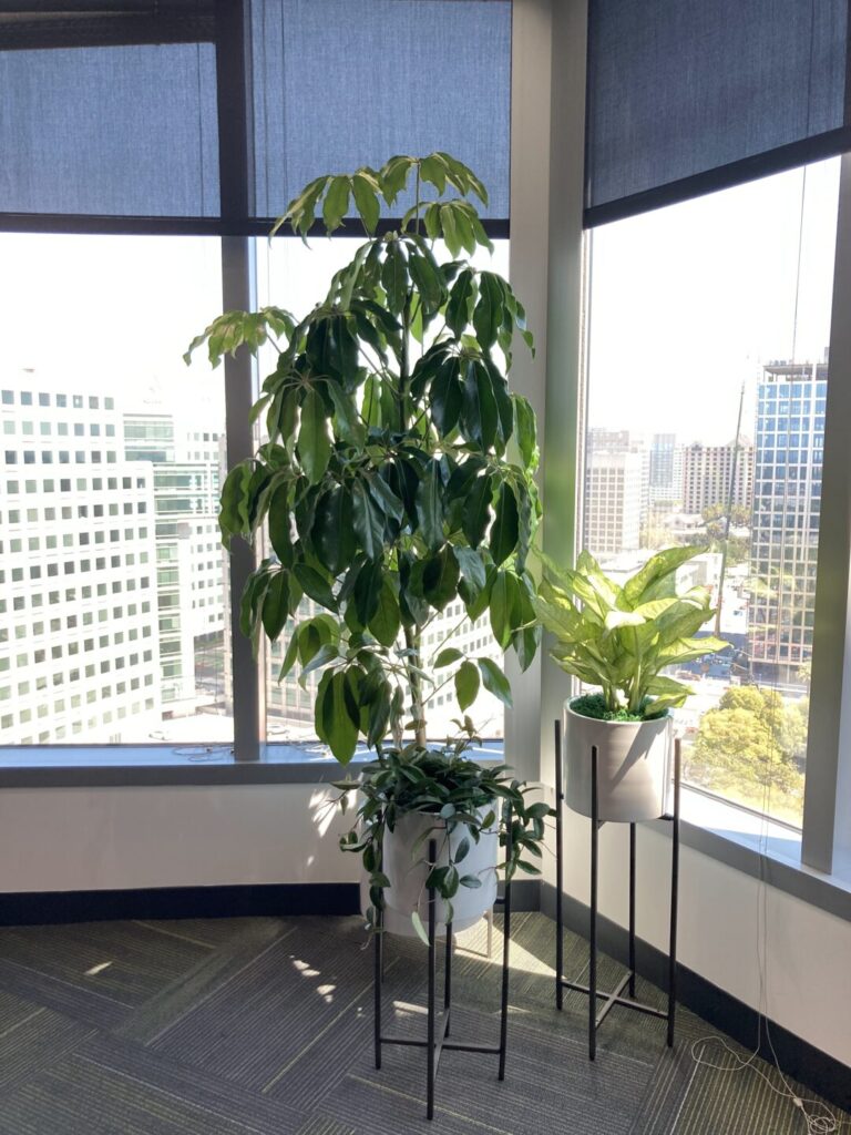 Professional plant setup in office