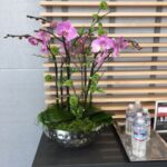 Orchids in office lobby