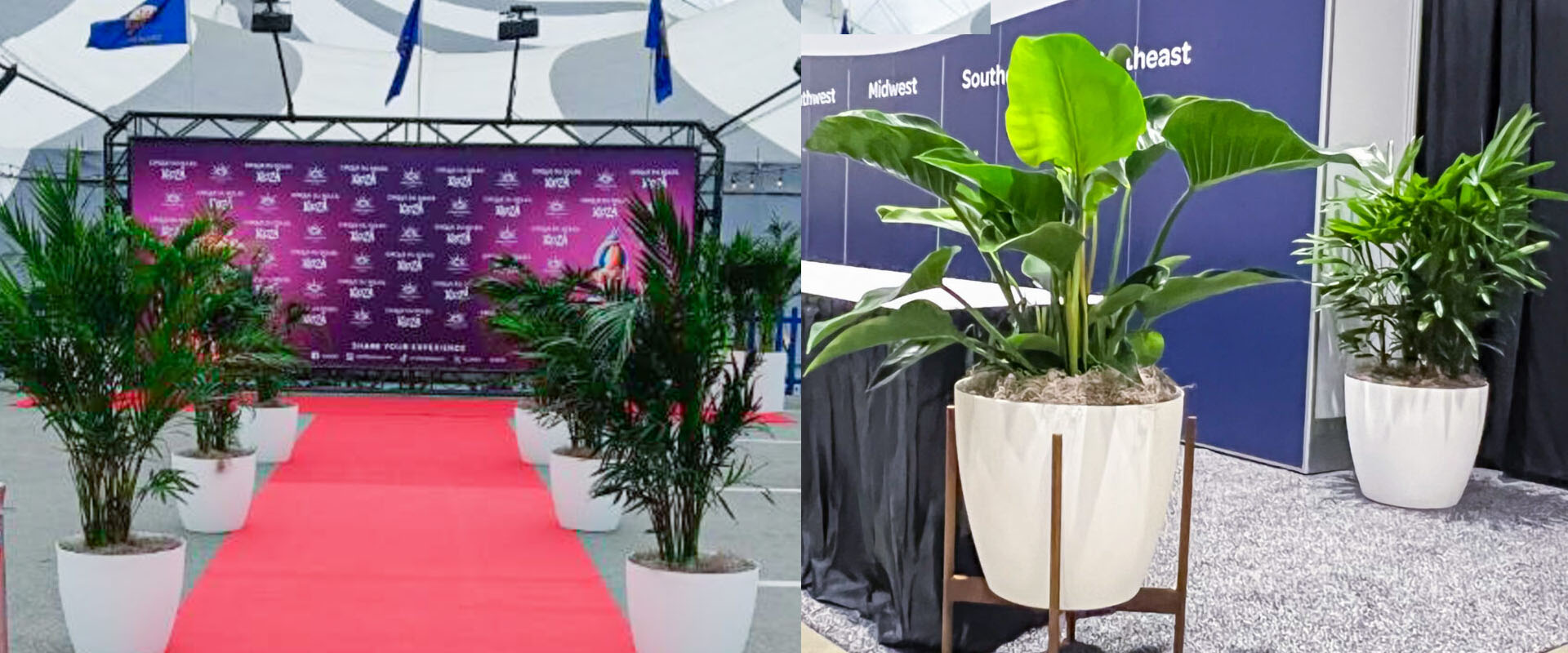 plants for events