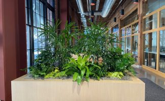 long term plant rentals in Silicon Valley office