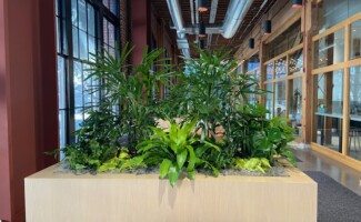 long term plant rentals in Silicon Valley office