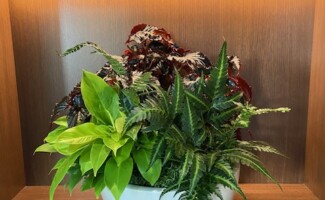 Office Plant