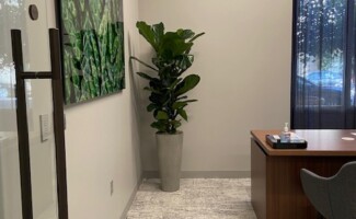 office plant