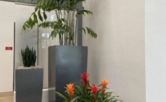 Office plant rentals