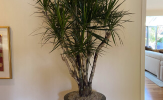 office plant installation