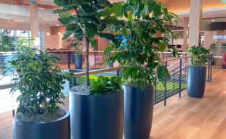 office potted plant rentals