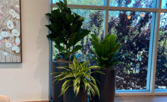 Office Plants