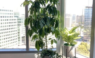 Professional plant setup in office