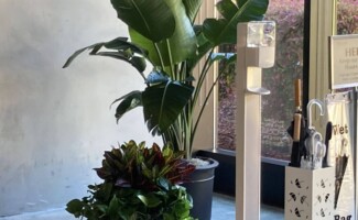 Potted Office Plant