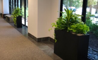 Office Plants