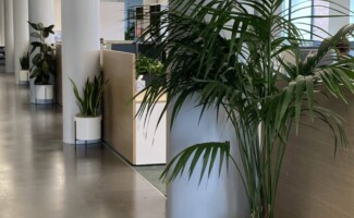 Interior office plants