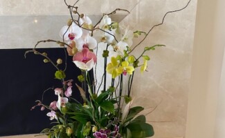 Office Plant