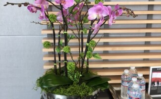 Orchids in office lobby
