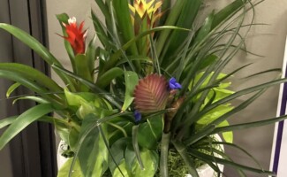 Office Flowers in Pot