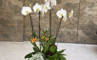 Office flowers